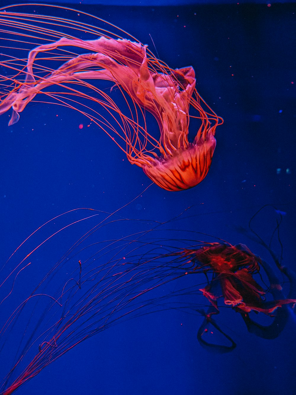 a couple of jellyfish swimming in a tank