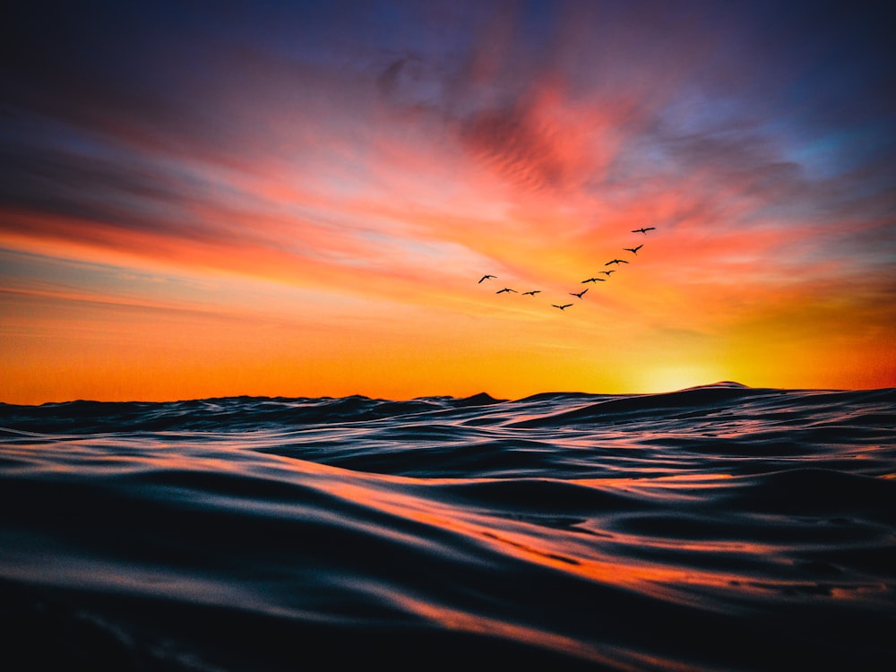 a flock of birds flying over the ocean at sunset