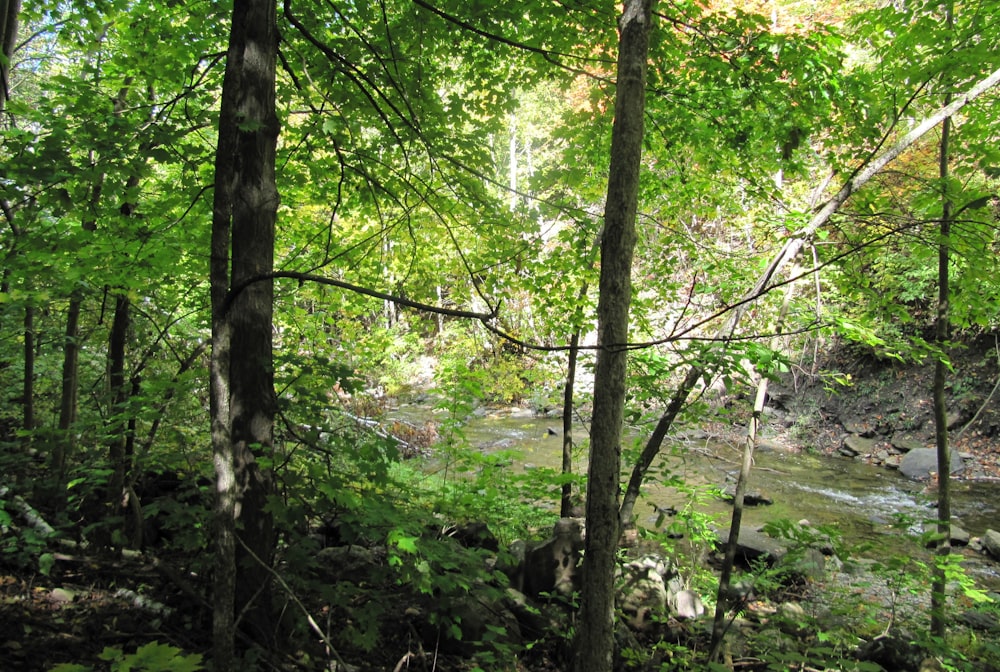 a stream running through a lush green forest