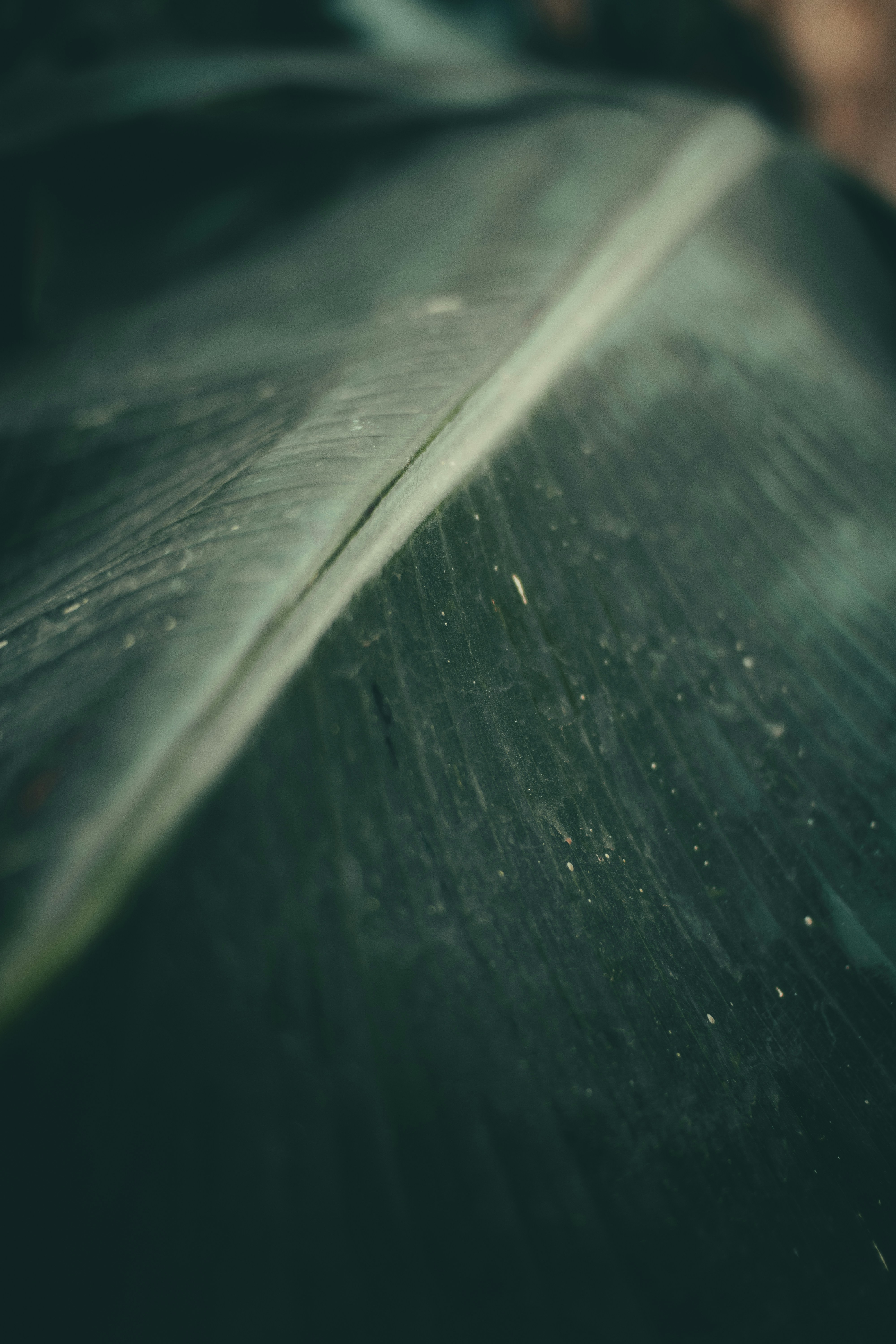 Photo by pedro_dutra