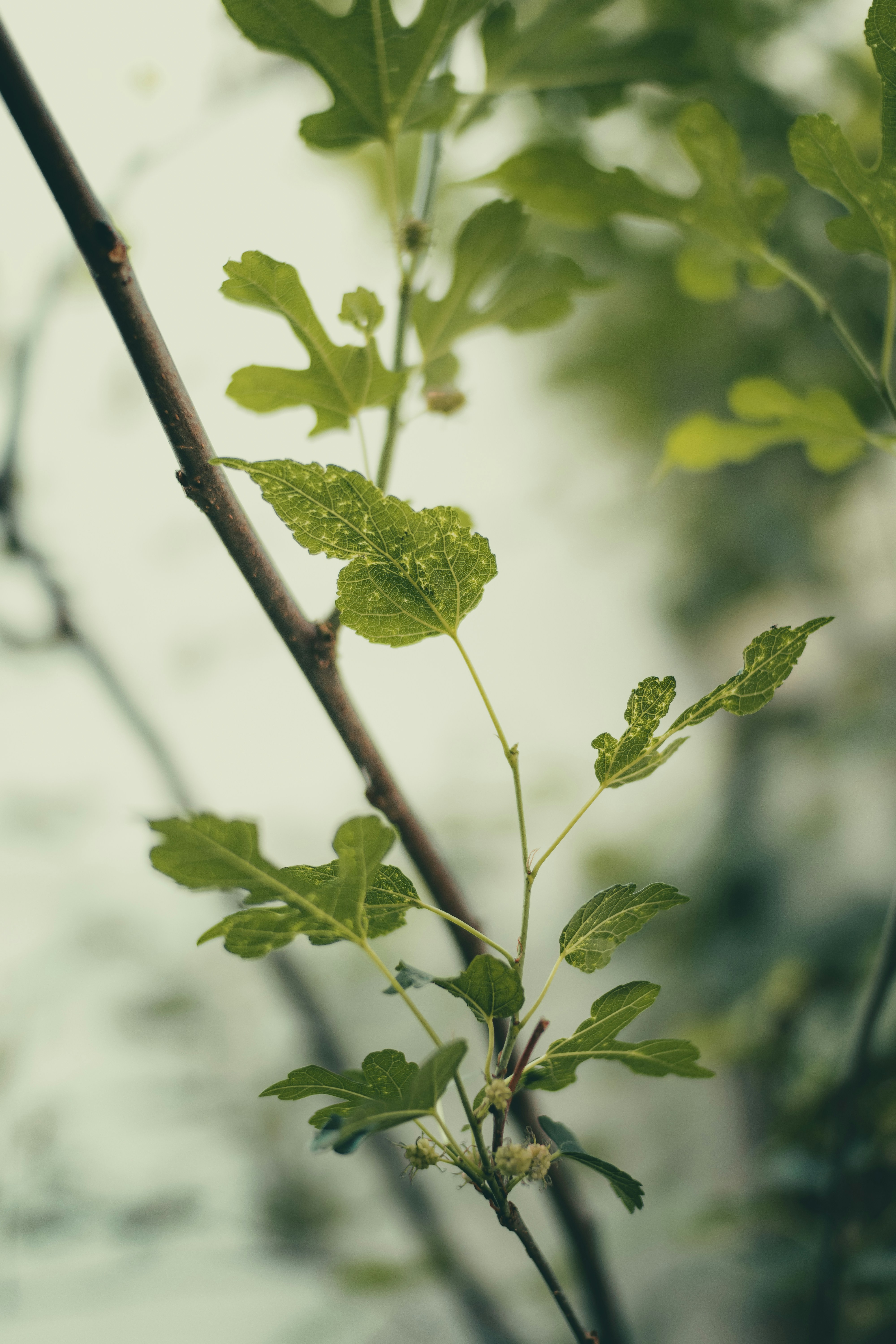 Photo by pedro_dutra