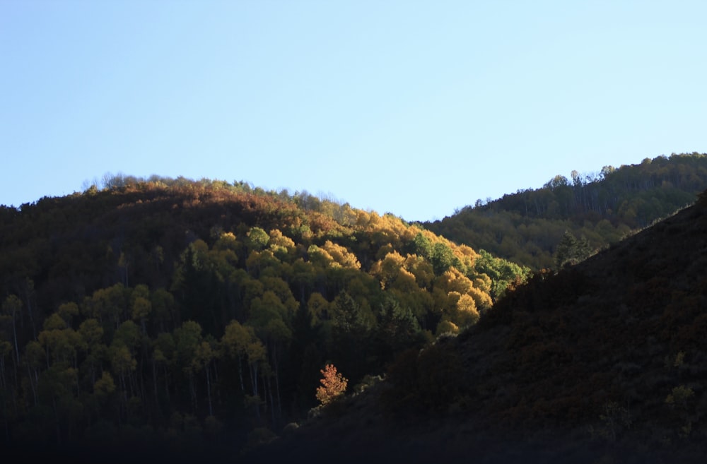 a hill with trees on the side of it