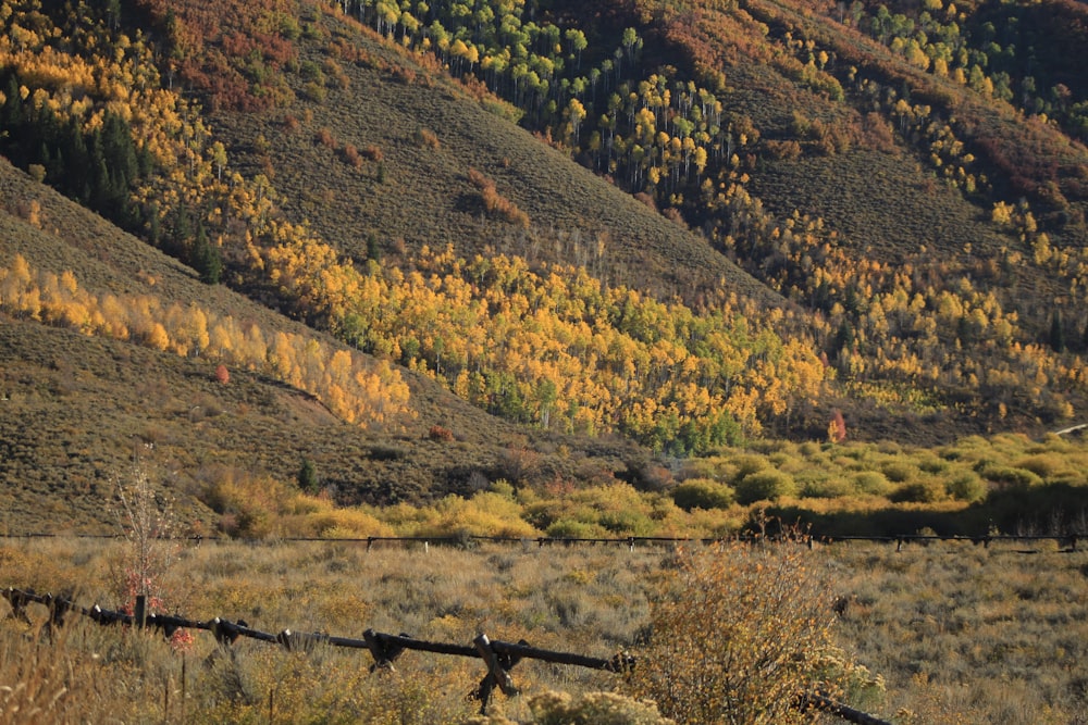 a field with a fence and a mountain in the background