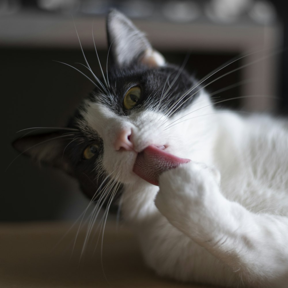 a black and white cat laying on top of a table