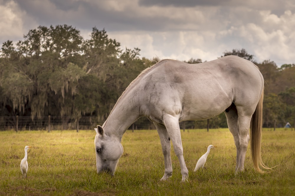 Un caballo blanco comiendo hierba en un campo