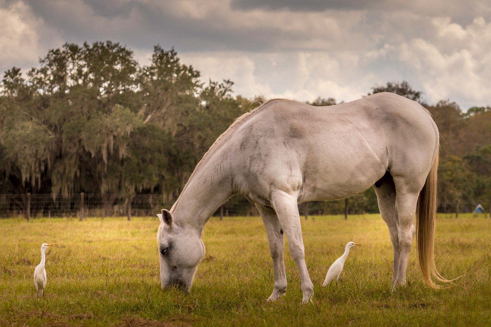 Grazing and Pasture Management