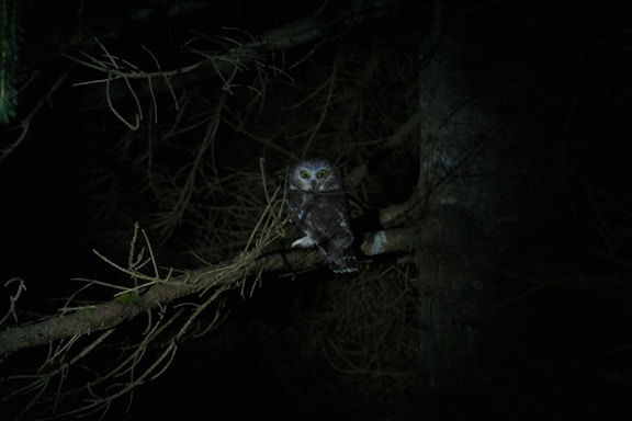 A vigilant night owl perched on a branch under a moonlit sky, symbolizing constant watchfulness.