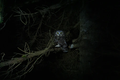 A wise owl character perched on a glowing planet, holding a tiny book of stories.