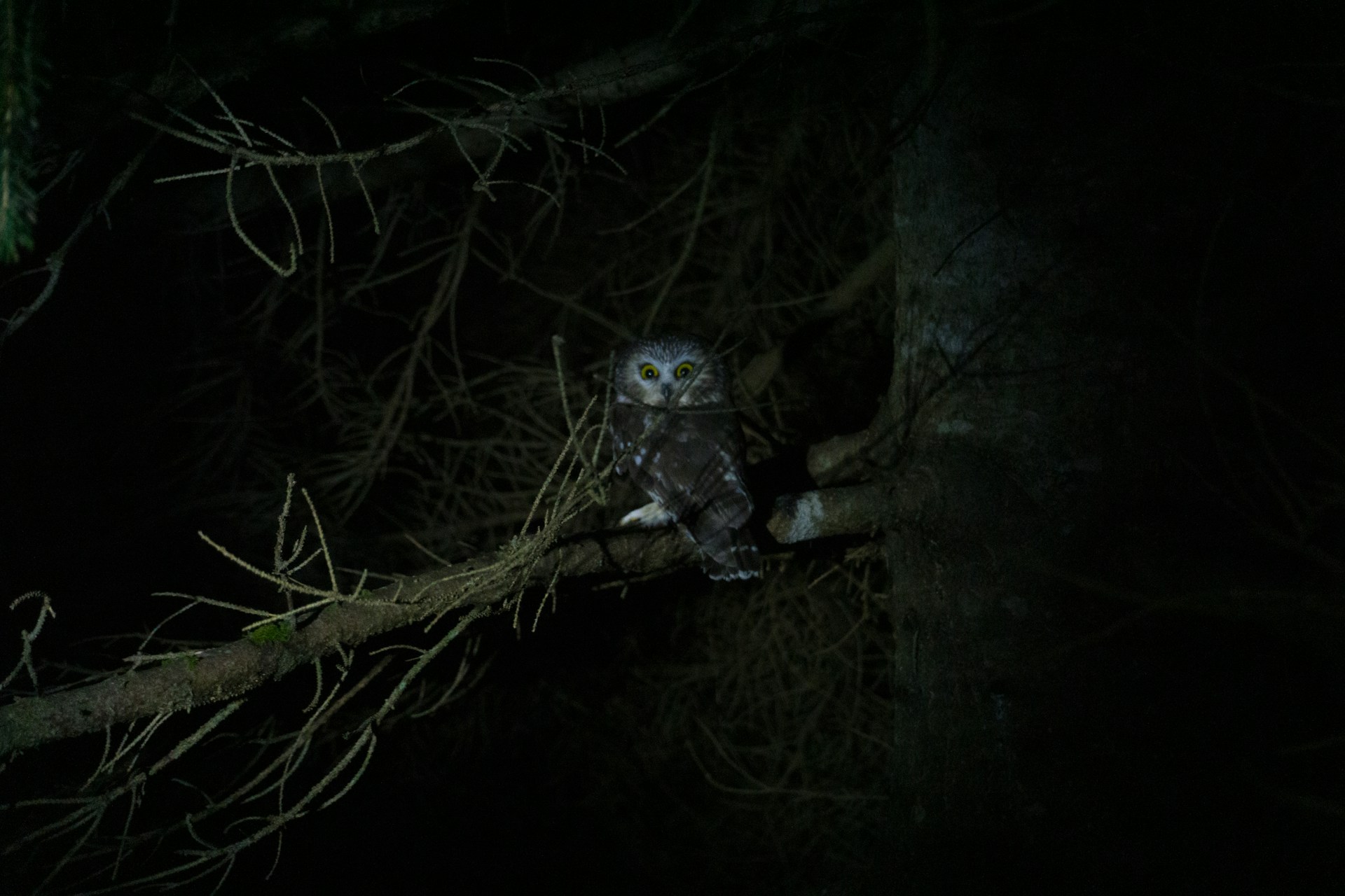 A wise owl perched on a branch under a starry night sky, eyes glowing warmly.