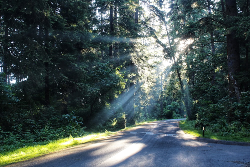 the sun is shining through the trees on the road