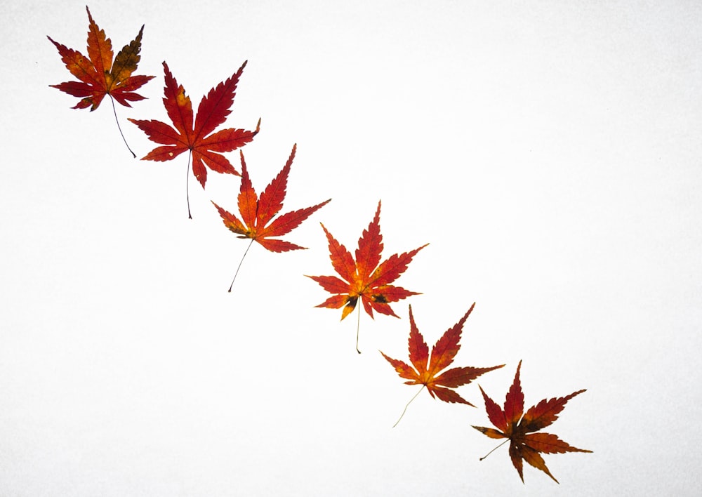 a long line of red maple leaves on a white background