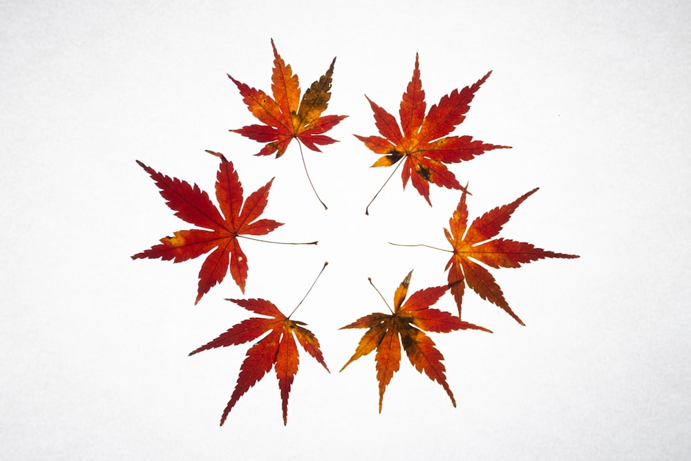 four red maple leaves arranged in a circle