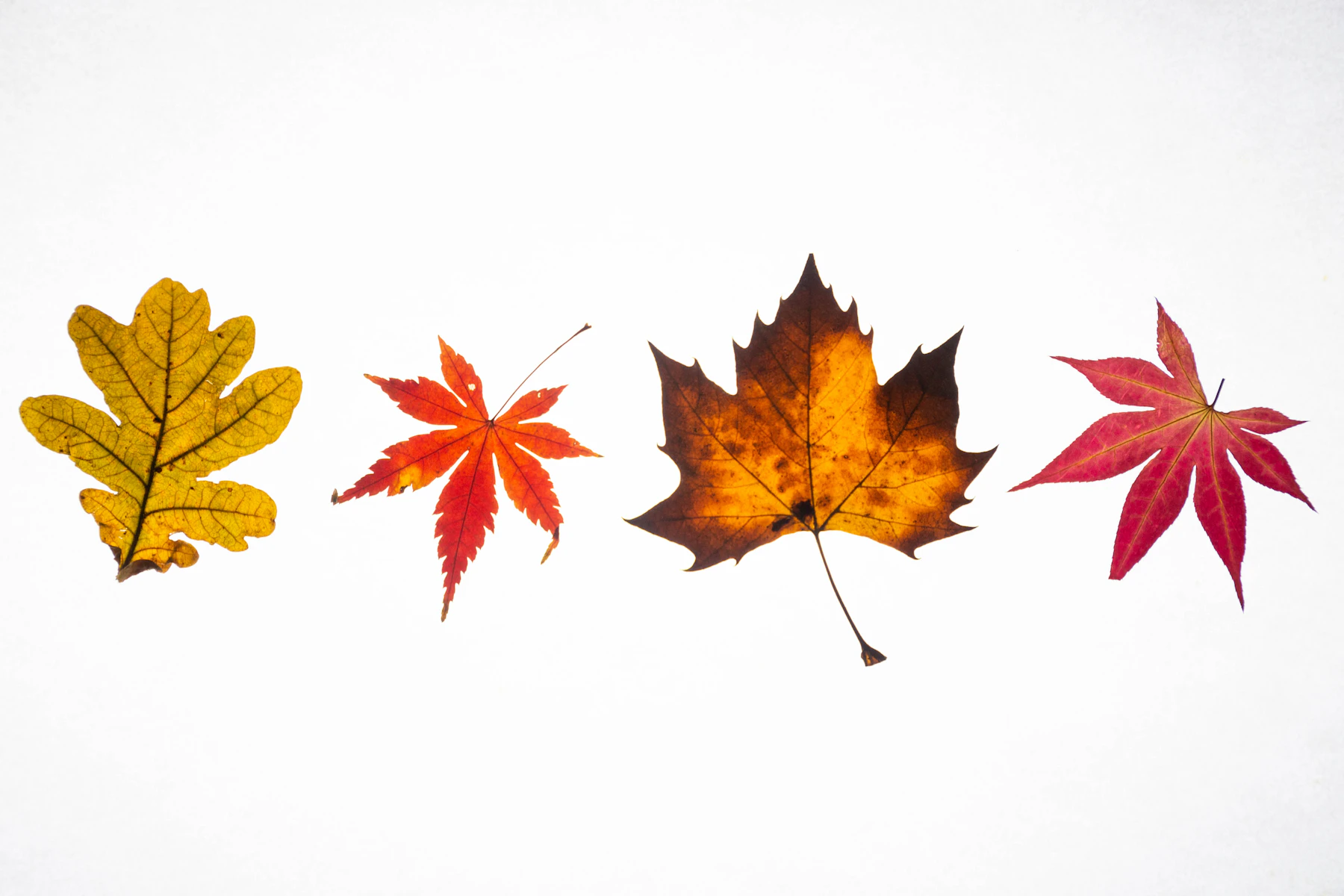 Four pressed fall leaves in a row on a white background: a yellow oak leaf, two red maple leaves and an orange-brown plane leaf