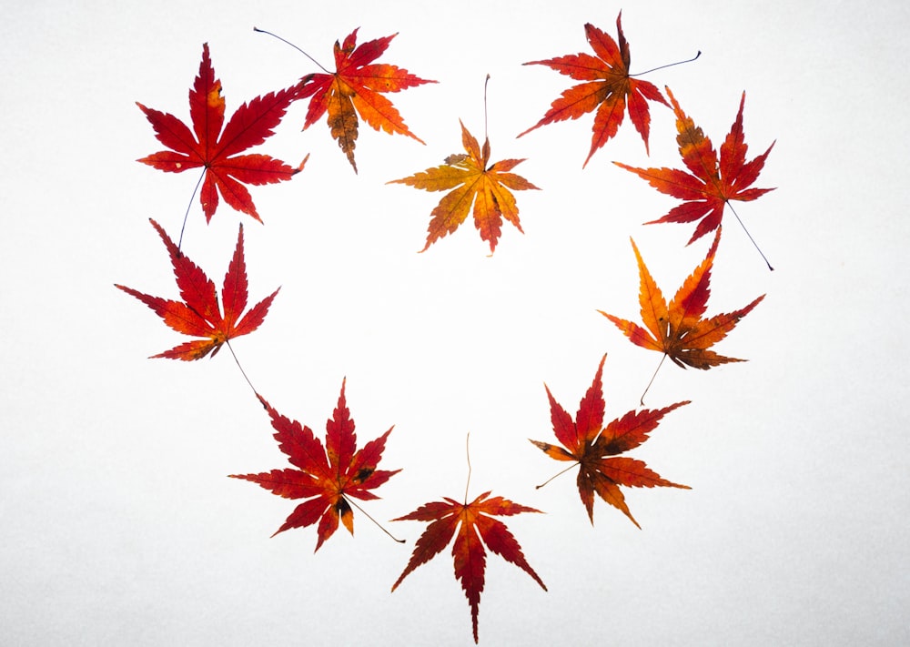 a group of red maple leaves arranged in a circle