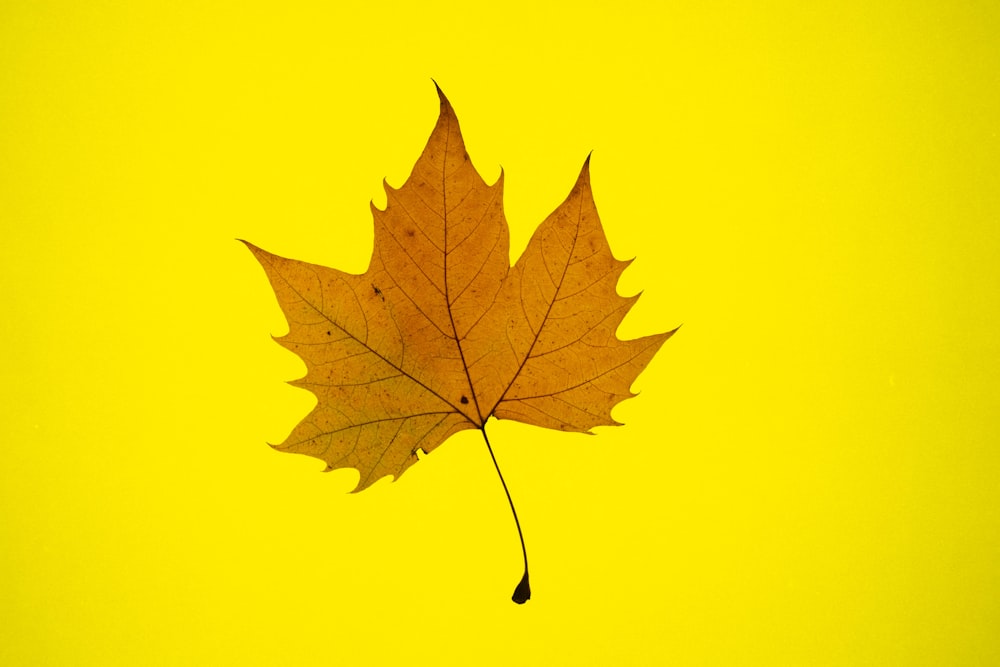 a single leaf on a yellow background