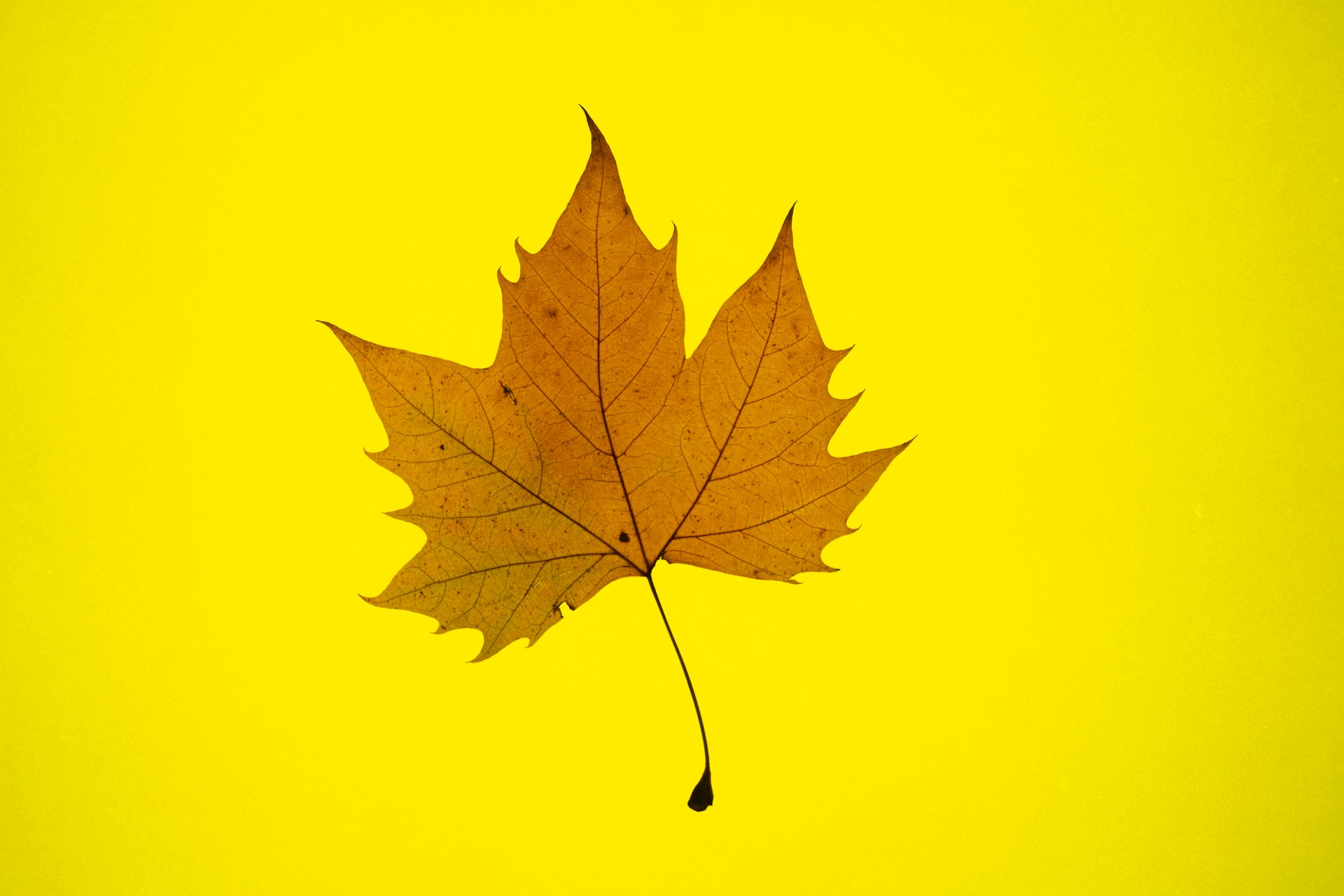 a single leaf on a yellow background
