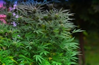 Vibrant green cannabis plants growing alongside native Moroccan flora