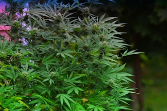 A dense collection of cannabis plants with lush green leaves and mature buds. The foliage is thick and vibrant, set against a blurred natural background.