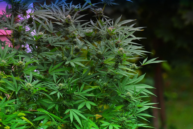 A dense collection of cannabis plants with lush green leaves and mature buds. The foliage is thick and vibrant, set against a blurred natural background.