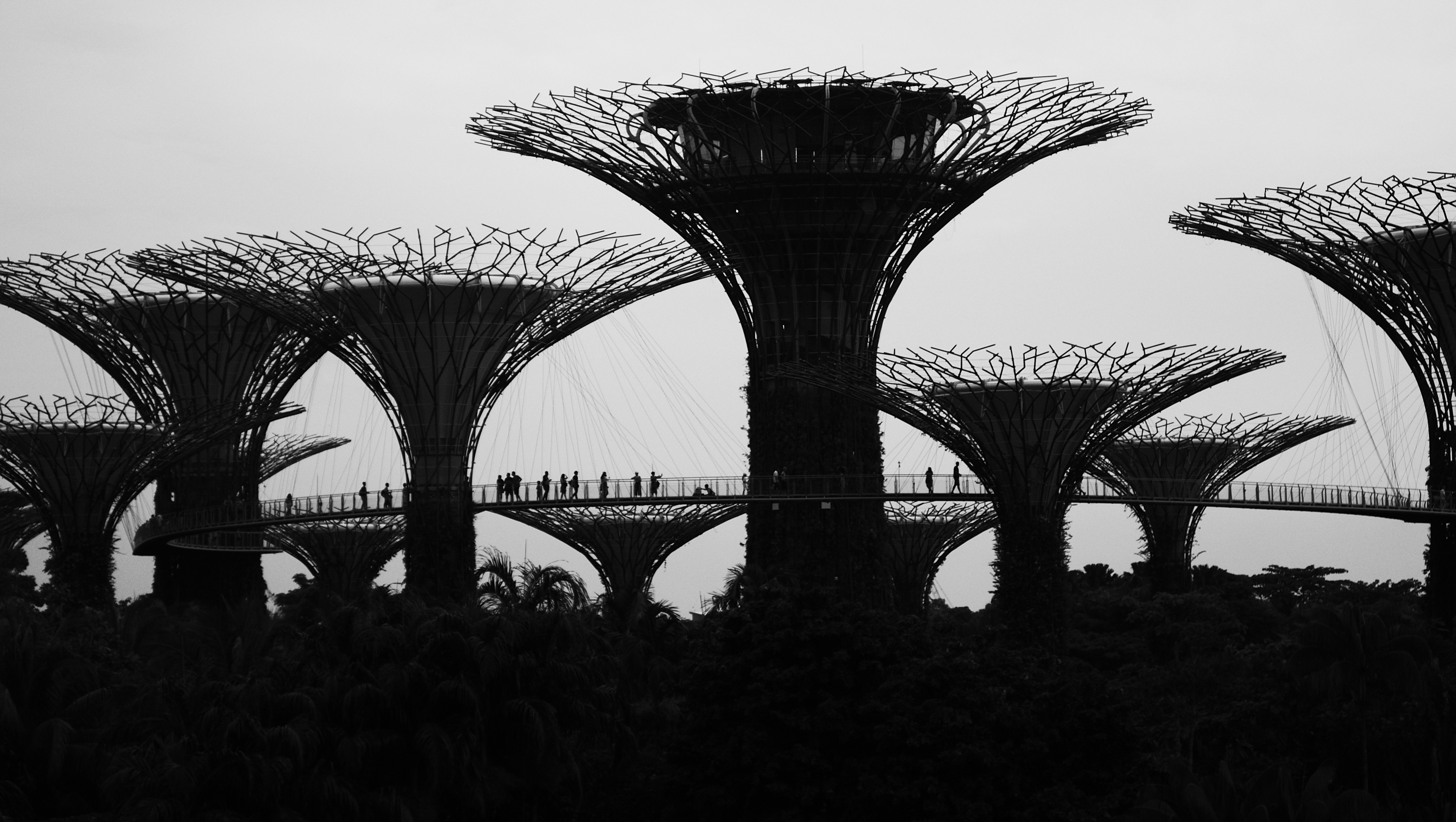 a black and white photo of the gardens by the bay