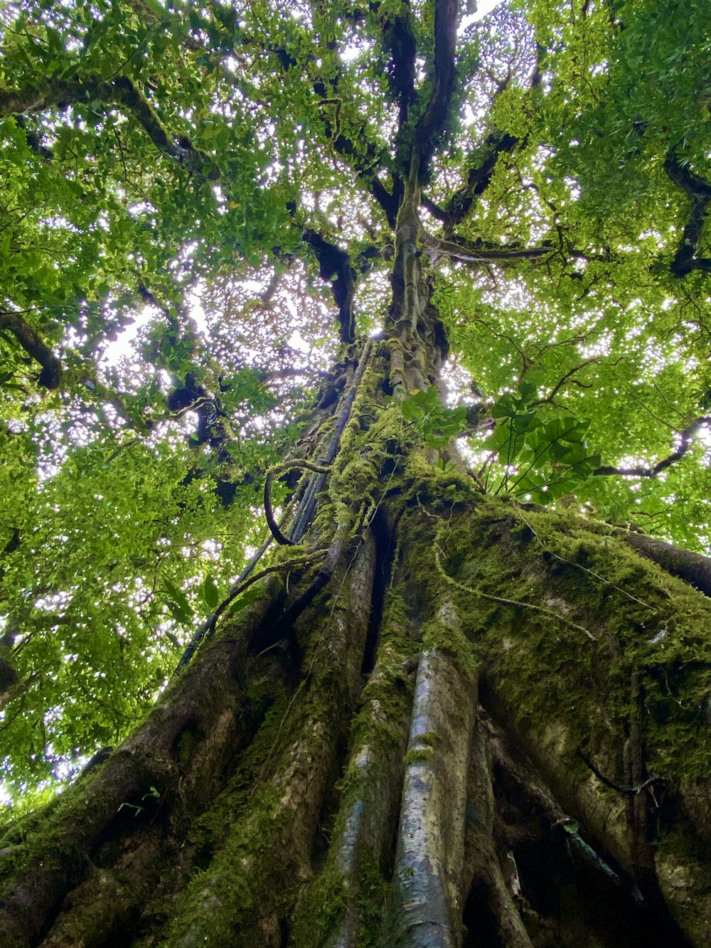uma árvore muito alta no meio de uma floresta