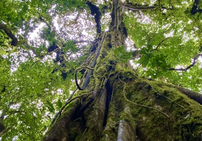 costa_rica_rundreisen_monteverde_flora_moosbewachsener_baum