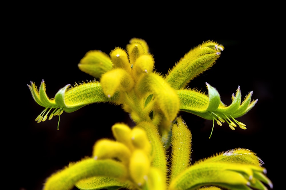 a close up of a plant with yellow flowers