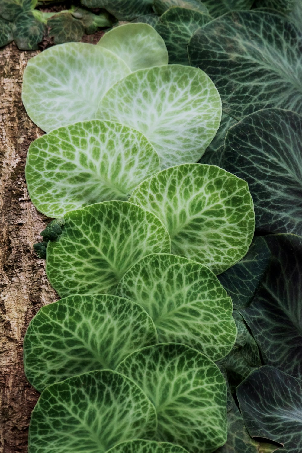 a close up of a plant near a tree