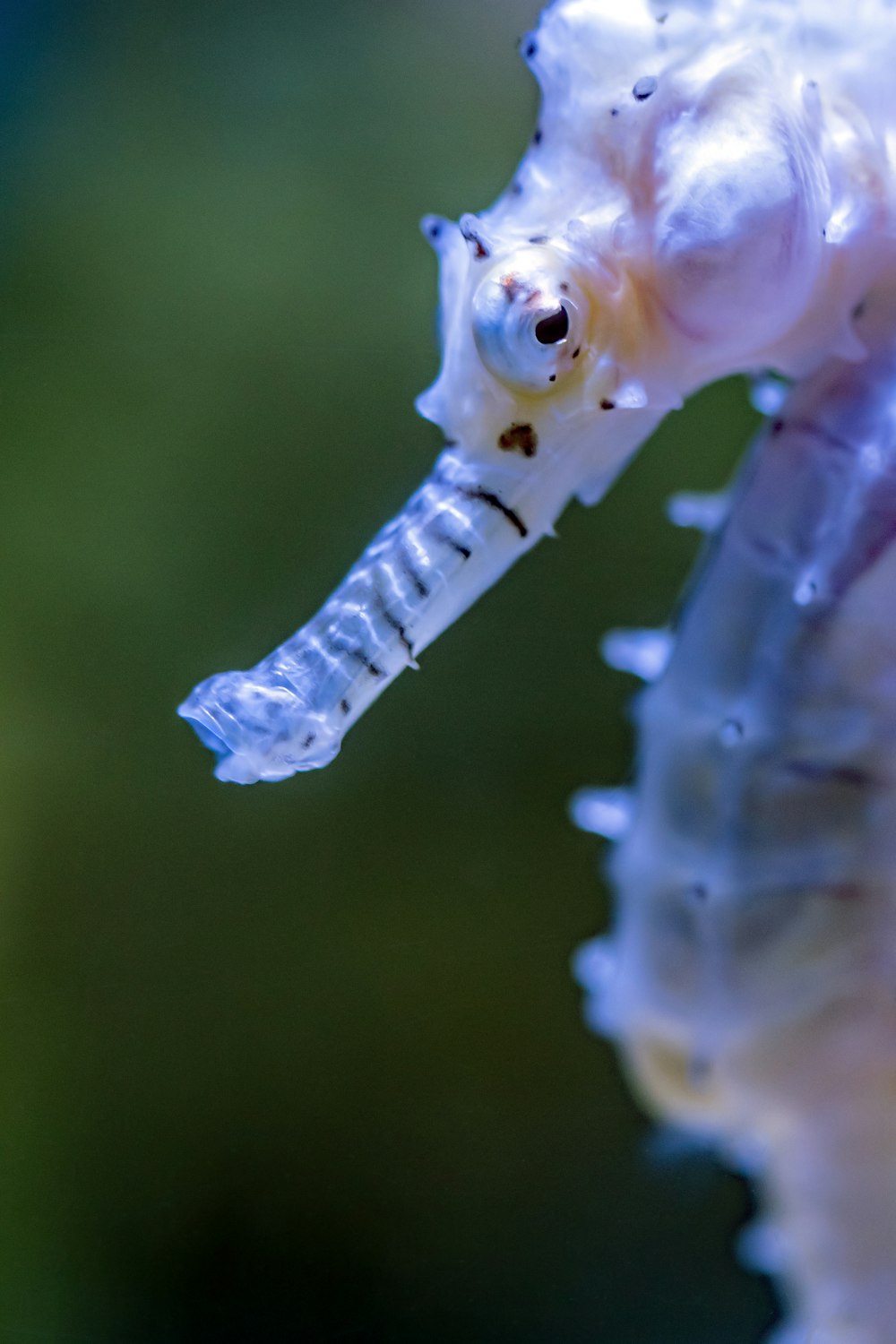 a close up of a sea horse with a blurry background