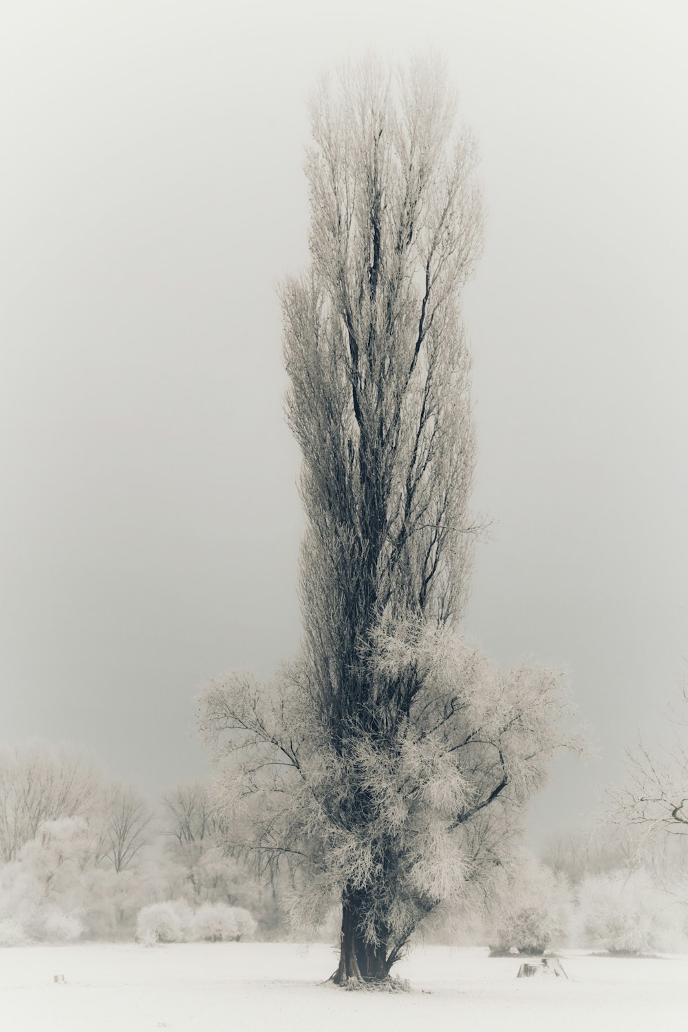 a black and white photo of a tree in the snow