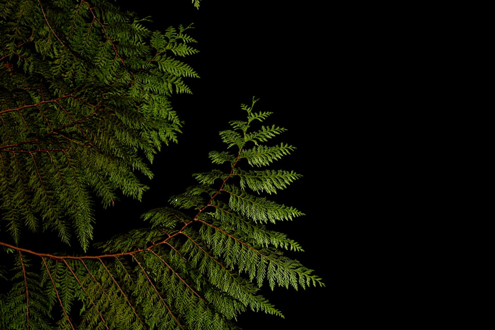 a close up of a tree branch against a black background