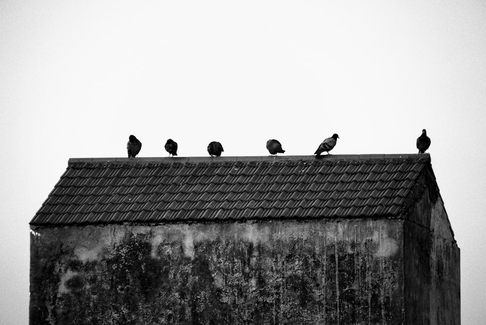 um grupo de pássaros sentados em cima de um telhado