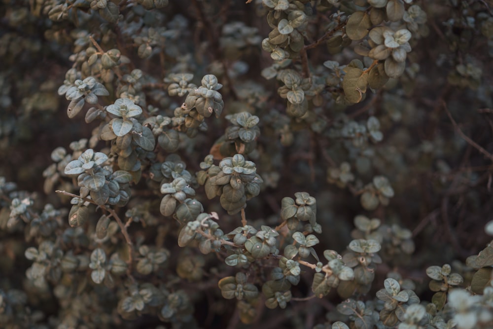 um close up de uma árvore com pequenas flores brancas