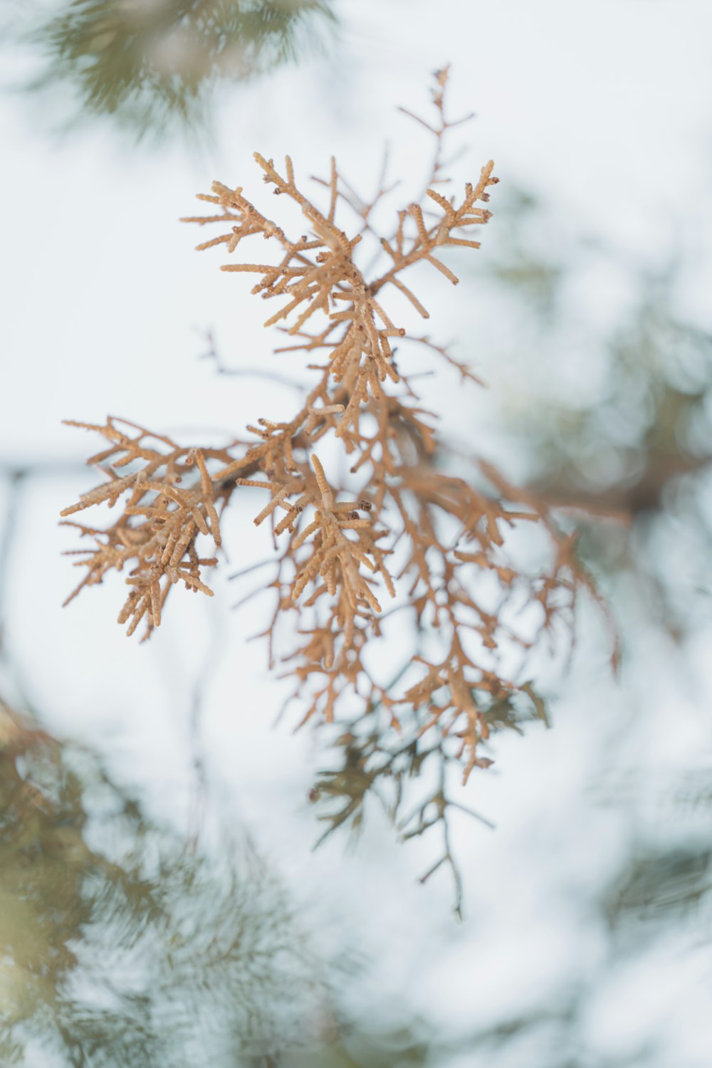 um close up de um galho de árvore com neve sobre ele