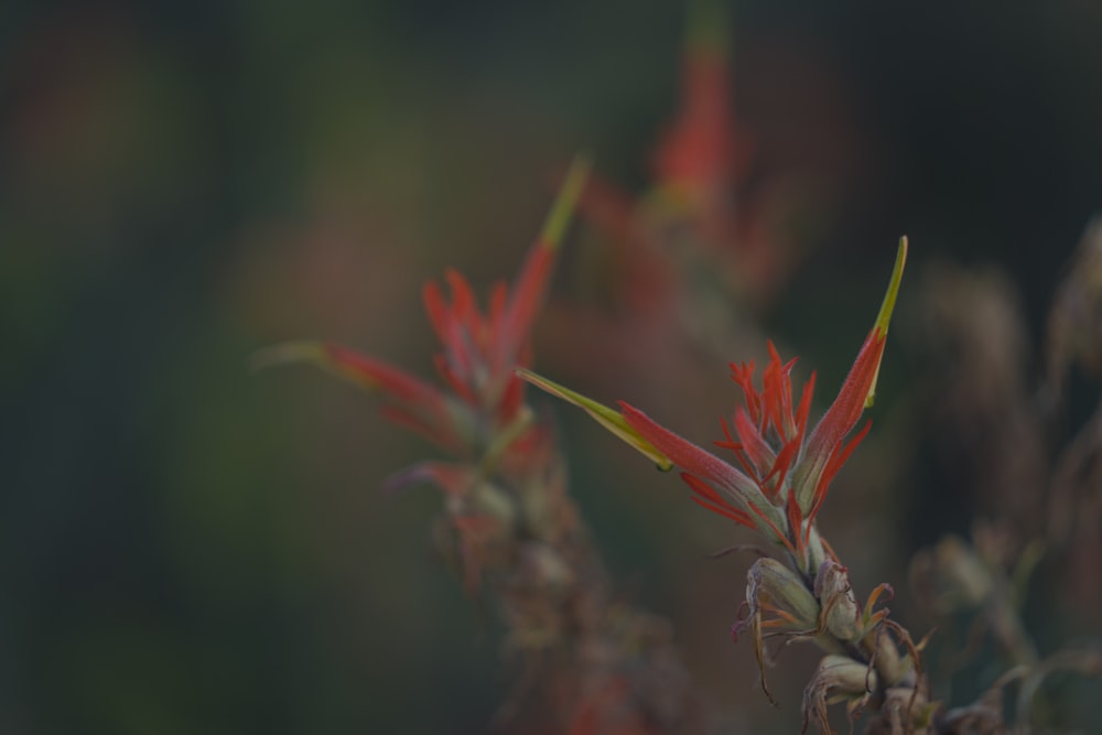 um close up de uma planta com flores vermelhas