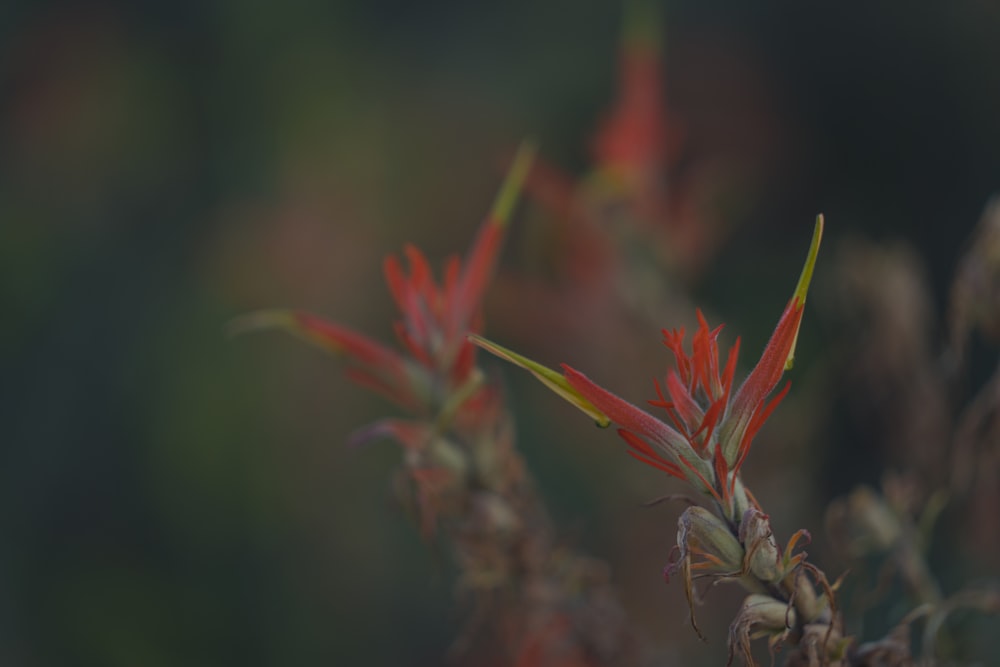 a close up of a plant with red flowers