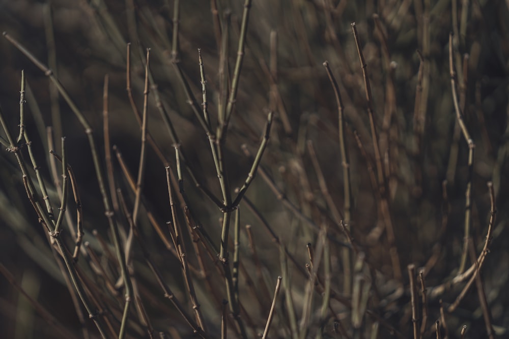 a small bird perched on top of a tree branch