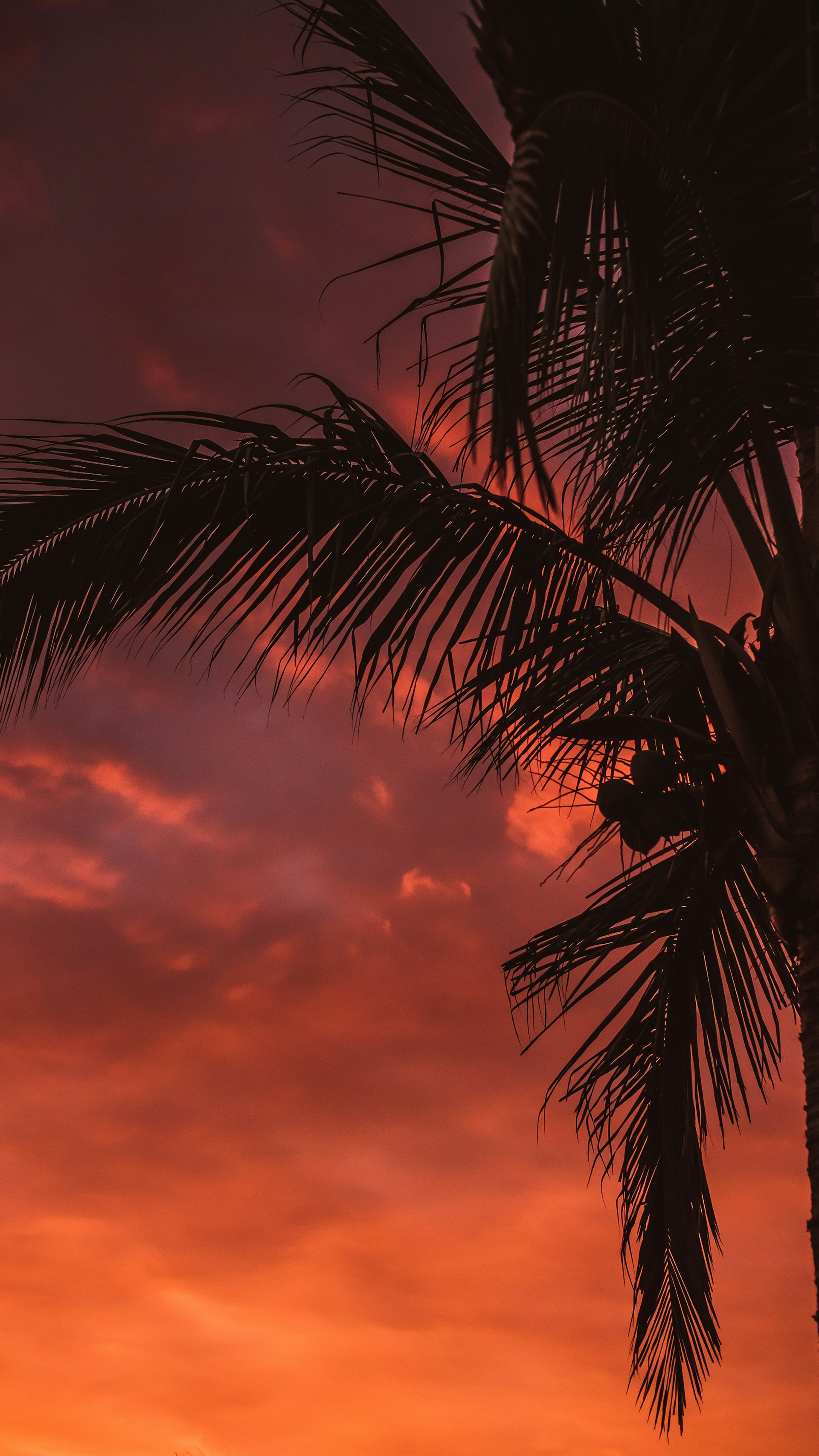 a palm tree is silhouetted against a sunset
