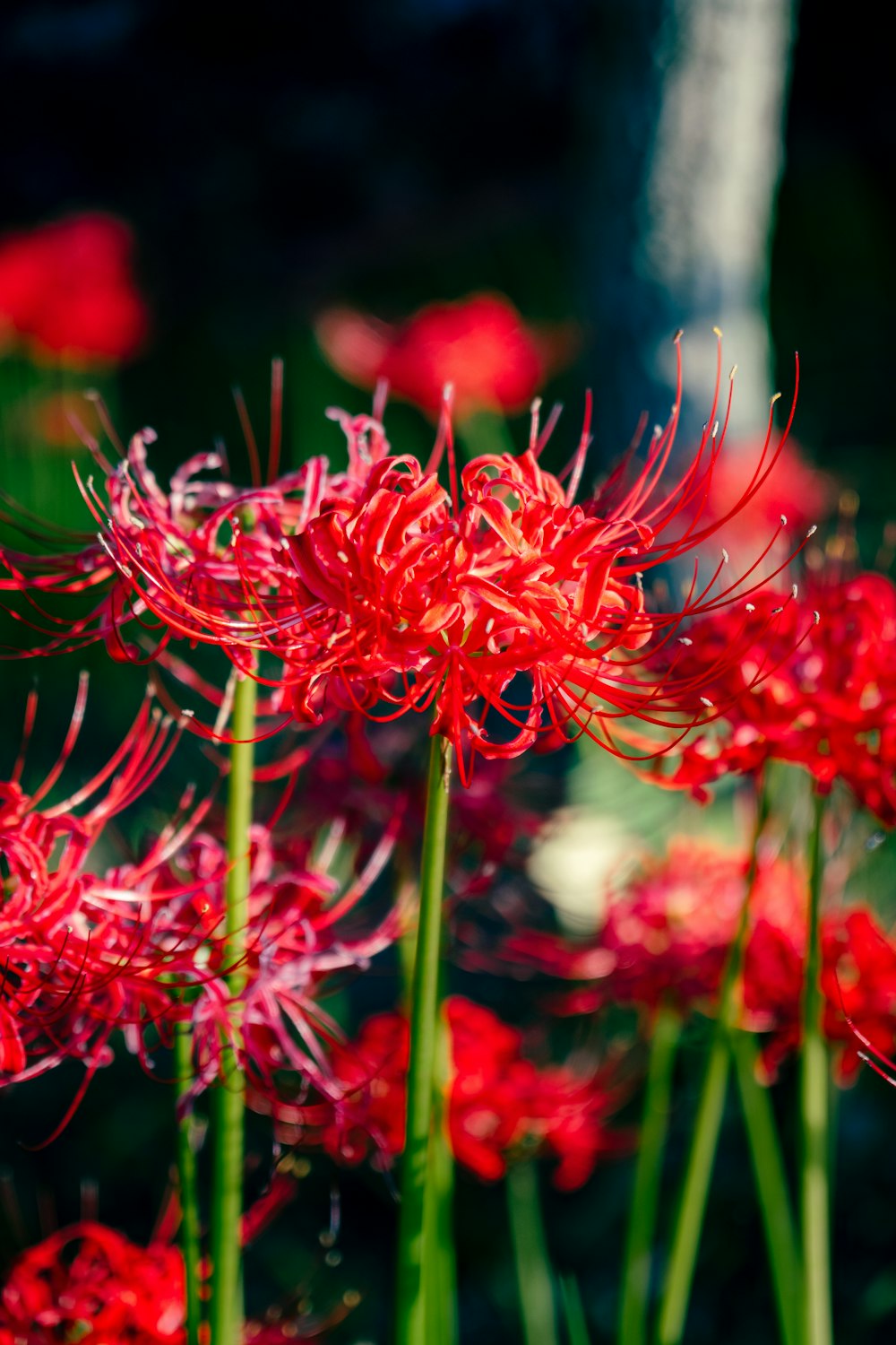 a close up of a bunch of red flowers