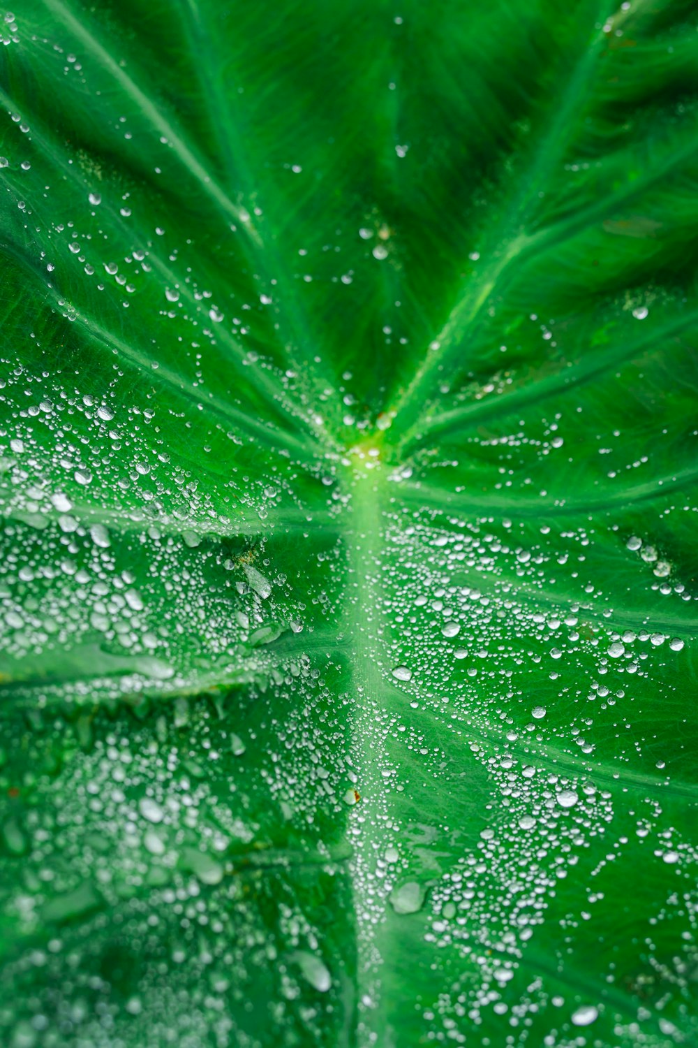 a close up of a green leaf with drops of water on it