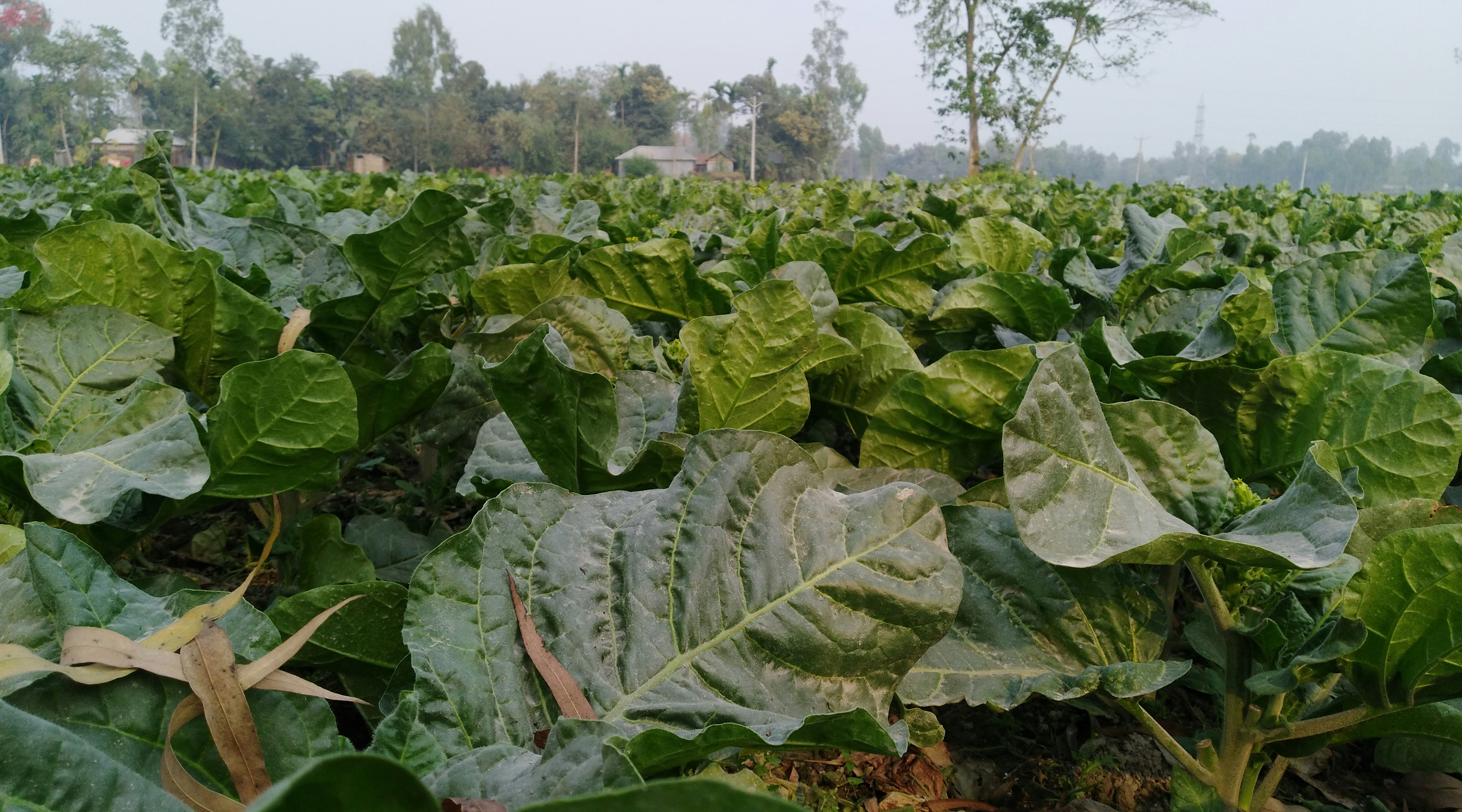 A lush green field filled with large leafy plants stretches towards the horizon under a clear sky. Trees and a few small structures can be seen in the background framing the vibrant, extensive crops.