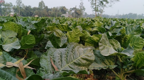 A vibrant turmeric farm with rows of lush green plants under a clear blue sky.
