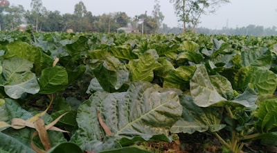A vibrant field of medicinal plants under a clear blue sky, showcasing healthy green crops.