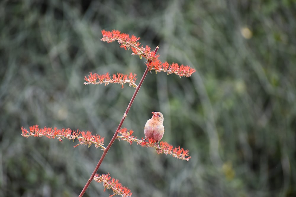 a small bird sitting on top of a red flower