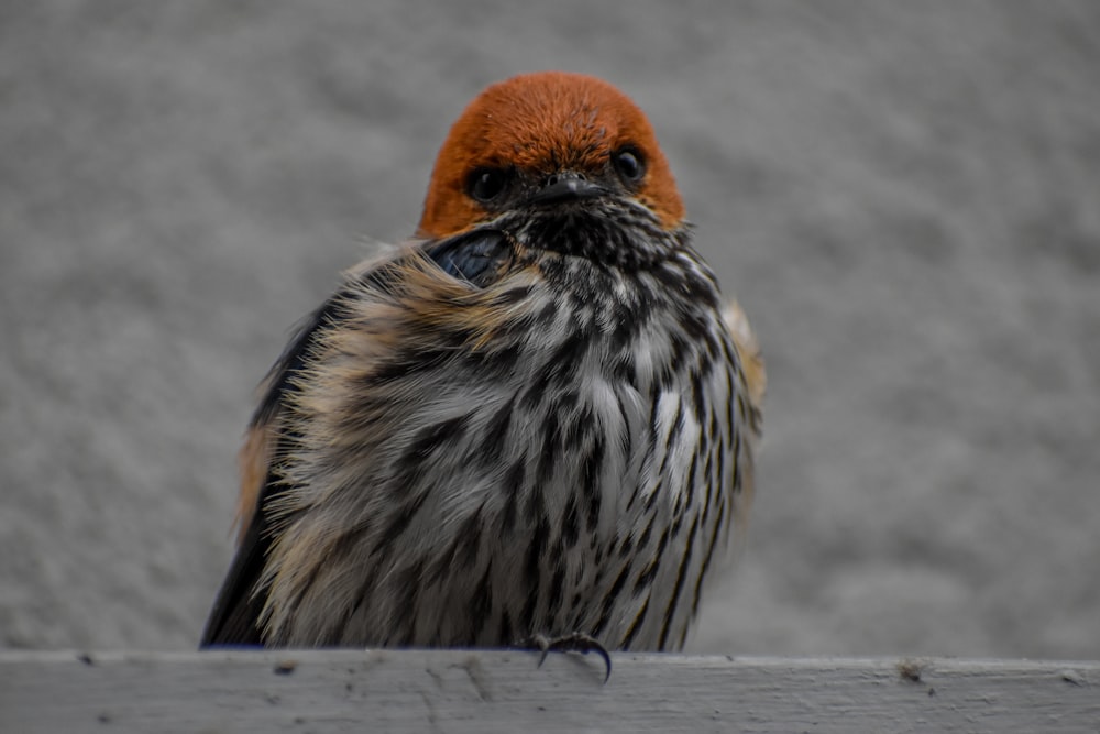 a close up of a bird on a fence