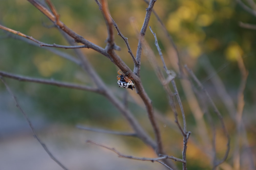 Un pequeño insecto sentado en la parte superior de la rama de un árbol
