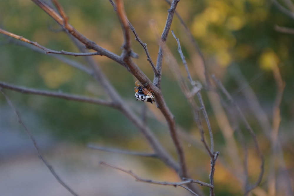 a small insect sitting on top of a tree branch