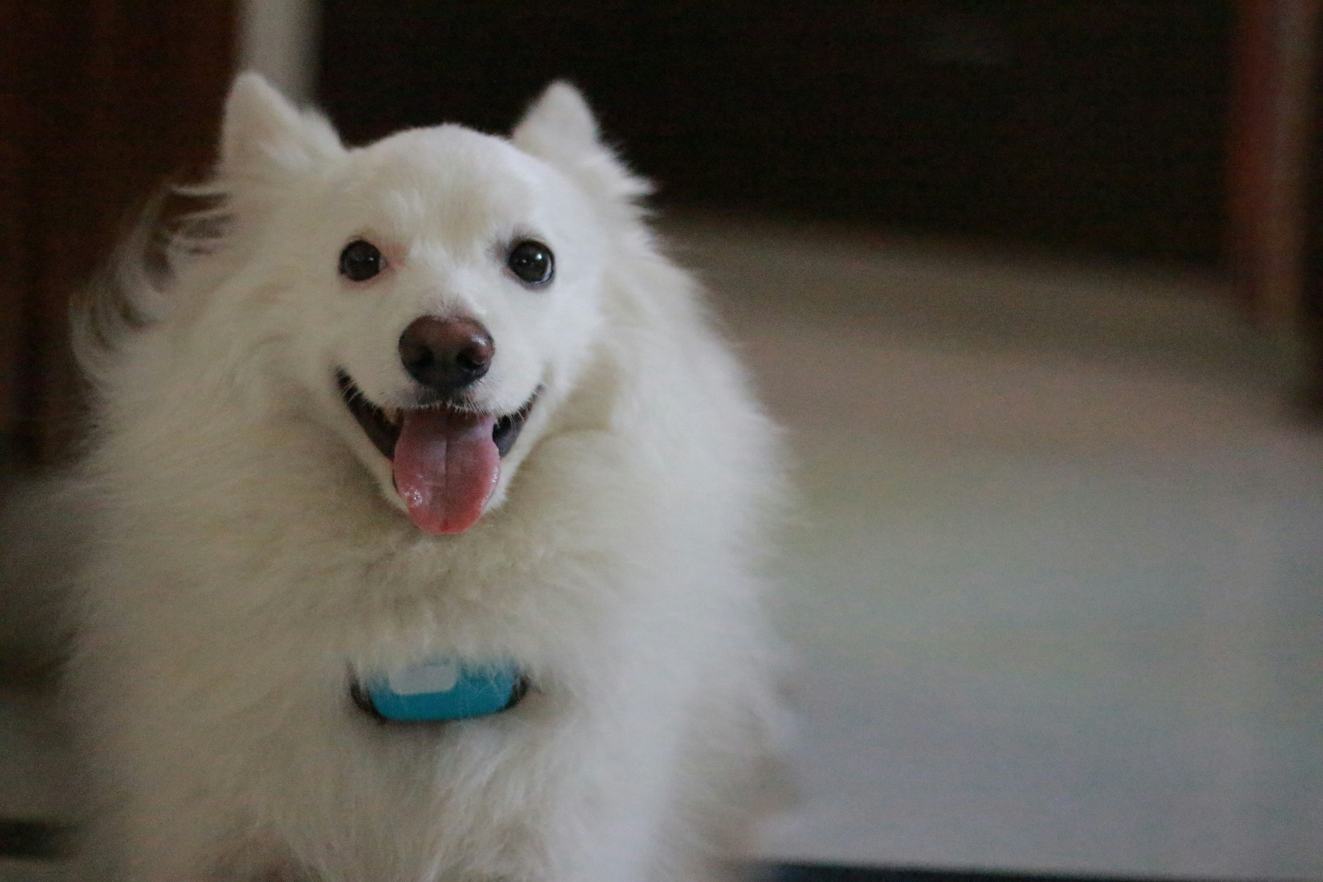 Photo by wagr_smart_pet_platform