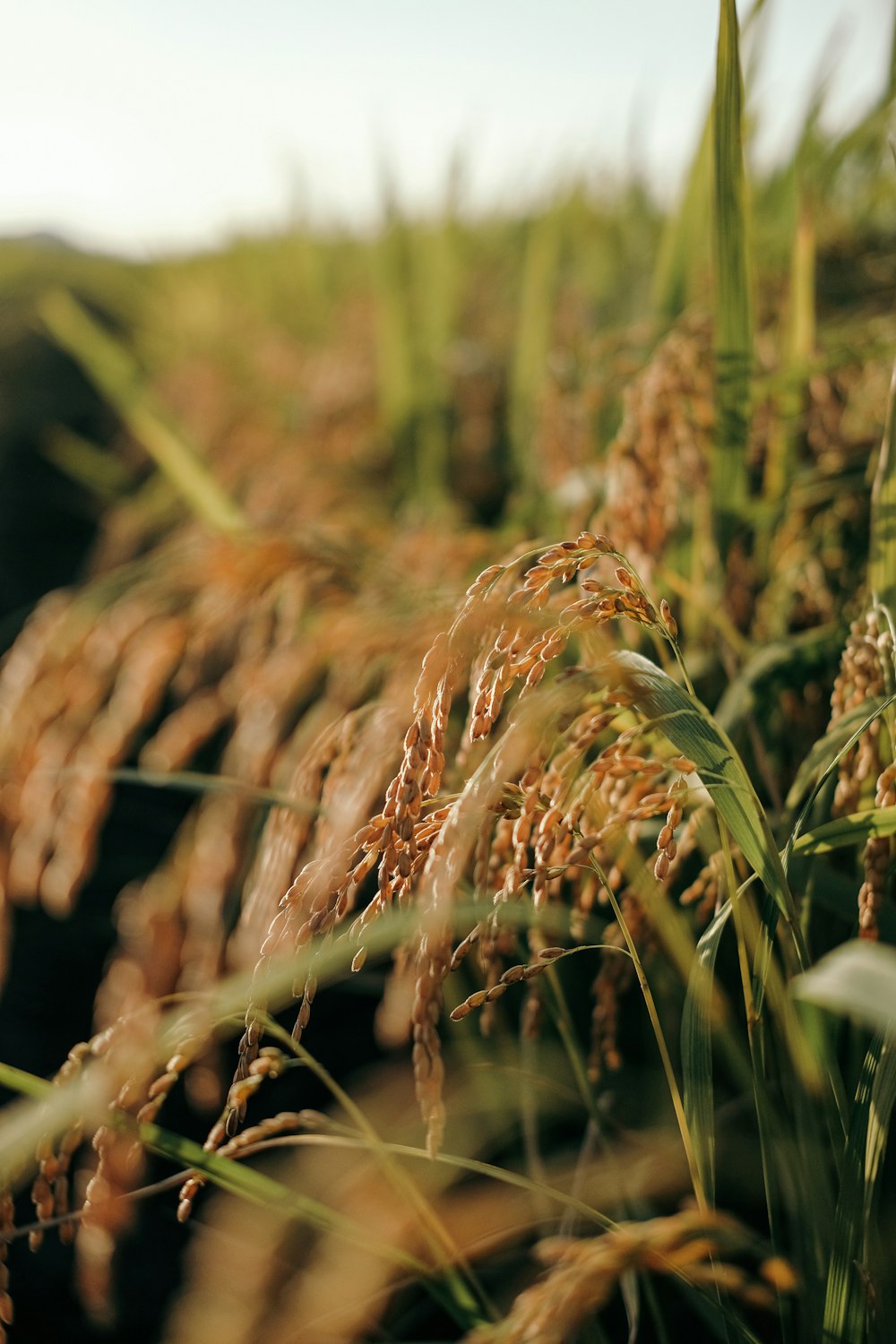 a close up of a field of grass