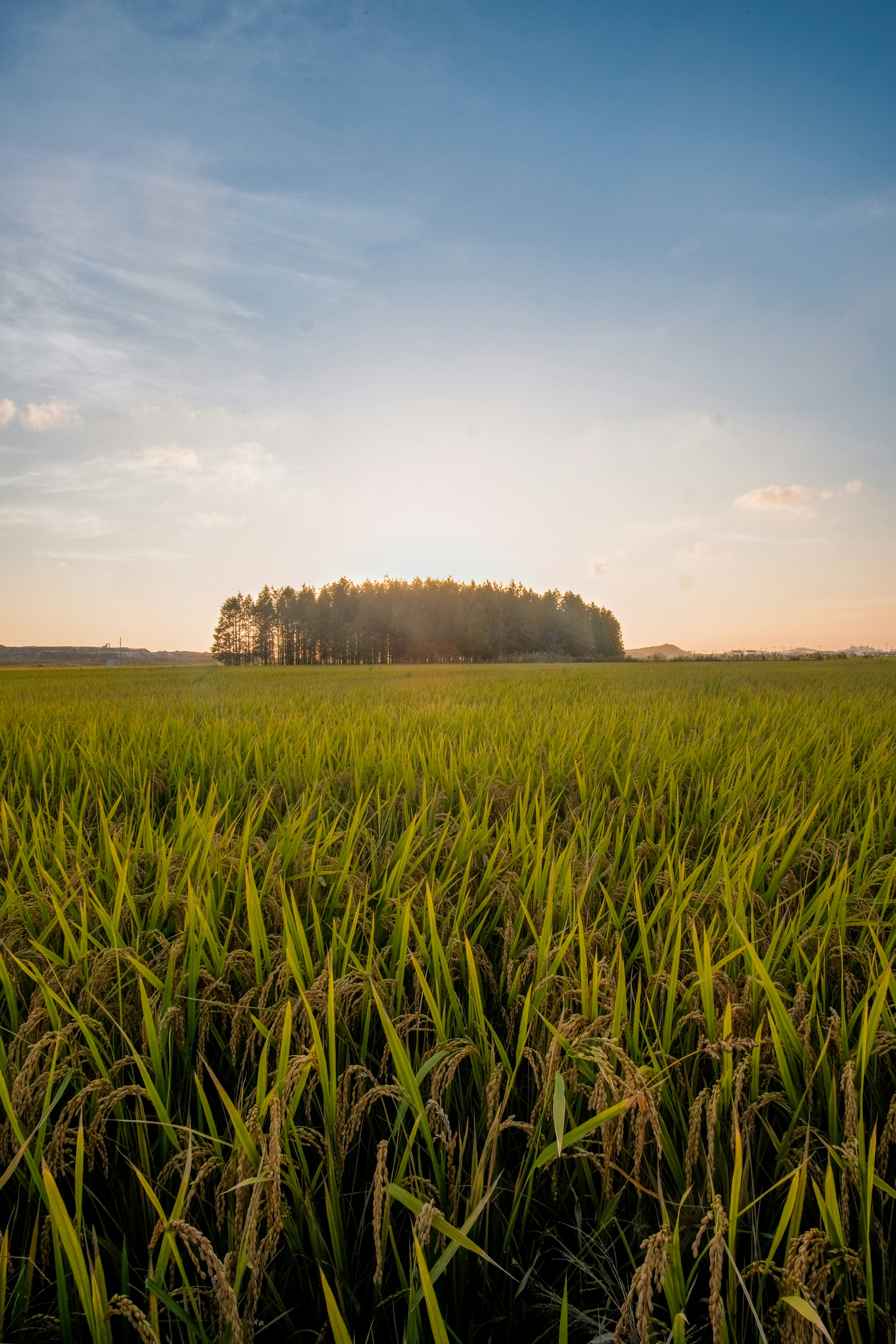 Photo by insungpandora